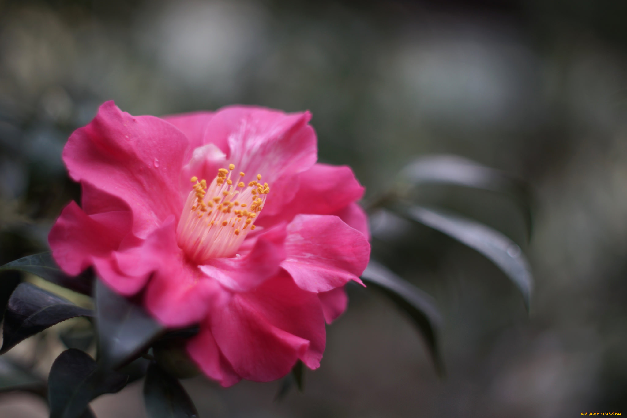 , , , shrubs, flowering, bud, leaf, camellia, , , , 